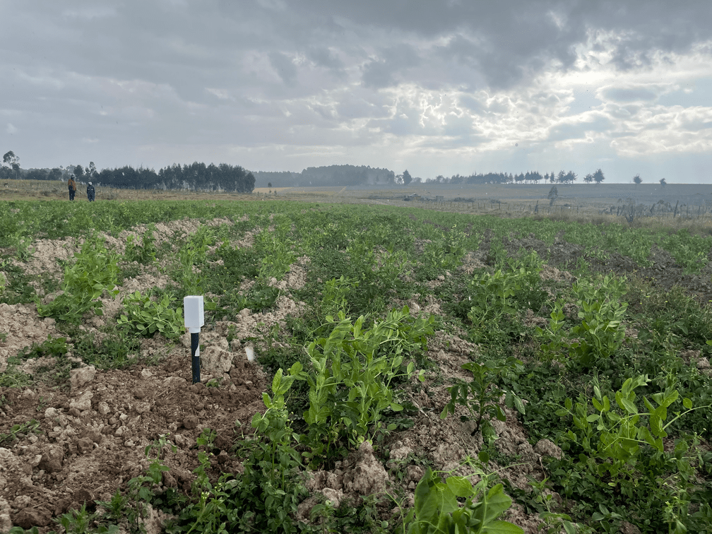 Soil sensor in Kenyan maize field