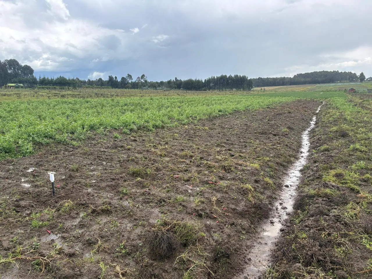 Soil sensor in a Kenyan potato or vegetable field